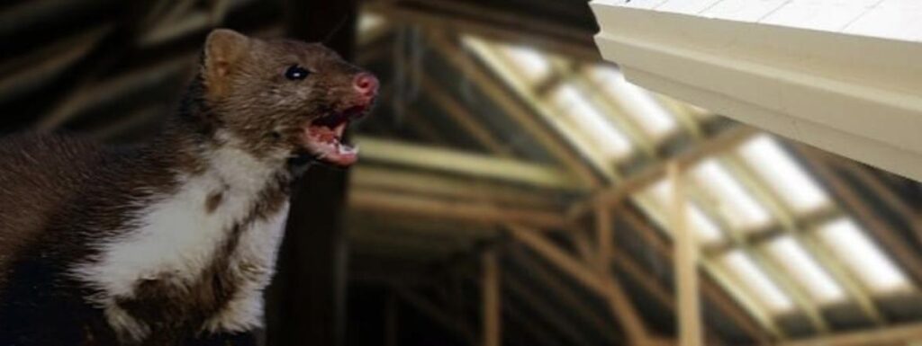 куниця та термПІР куниця та термПІР